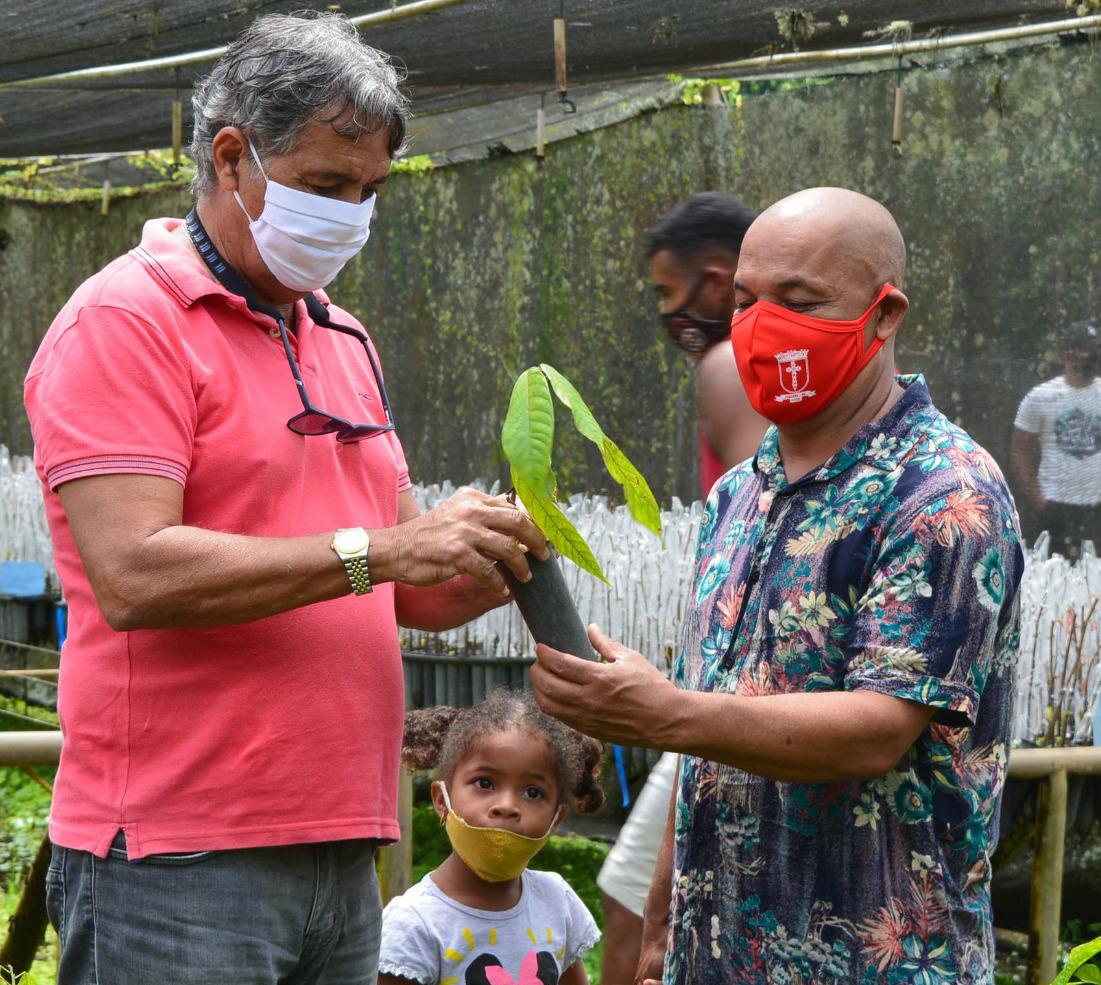 Itacaré recebe 10 mil mudas de cacau para distribuir com agricultores familiares